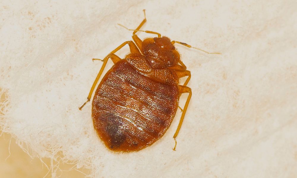 bed-bug Removal