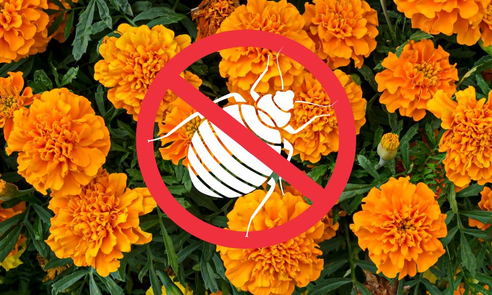 Marigolds Repels Bed Bugs