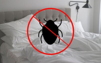 Can You Sleep in a Bed with Bed Bugs?