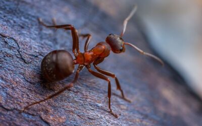 Do Ants Kill Bed Bugs? An In-depth Exploration