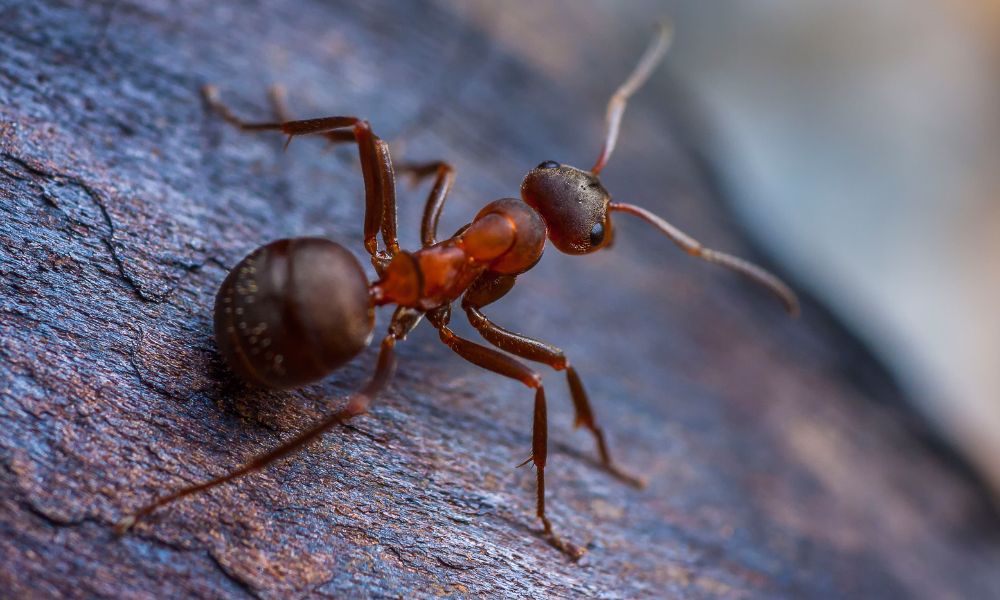 do ants kill bed bugs
